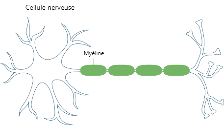 A diagram of a body’s central nervous system, including the brain and spinal cord. Another image shows myelin, the protective coating around the nerve.