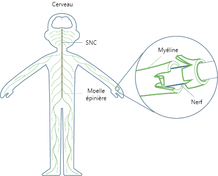 A diagram of a body’s central nervous system, including the brain and spinal cord. Another image shows myelin, the protective coating around the nerve.