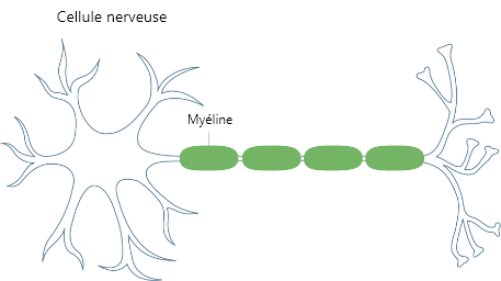 Cellule nerveuse Myéline